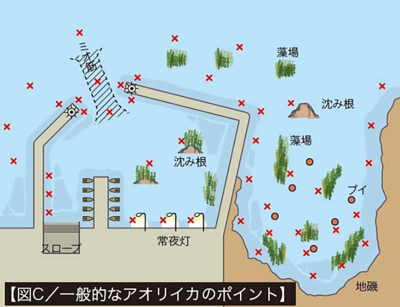 アオリイカを狙うポイント