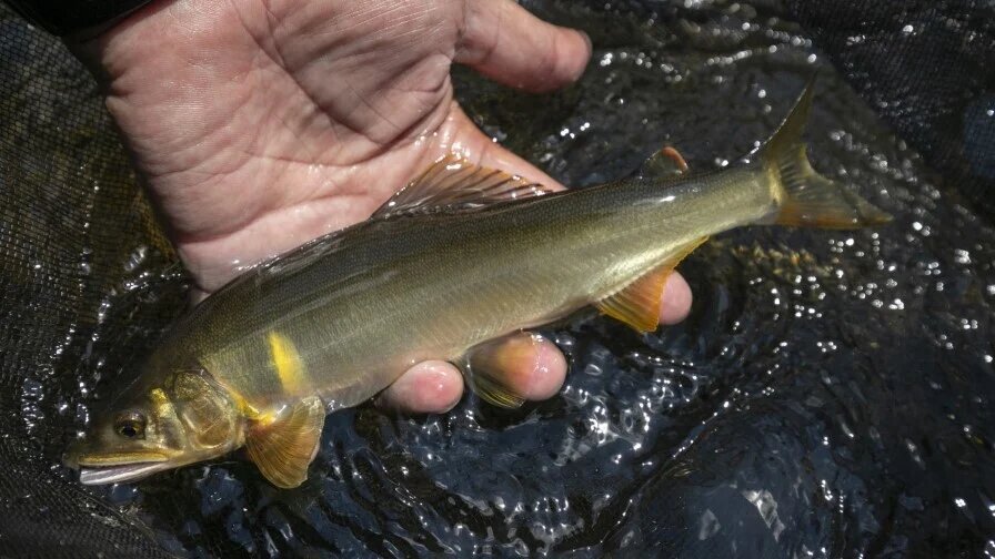 アユ-Sep-16-2025-03-12-57-5692-AM-1