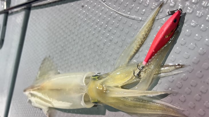 イカメタルで釣れたケンサキイカ4