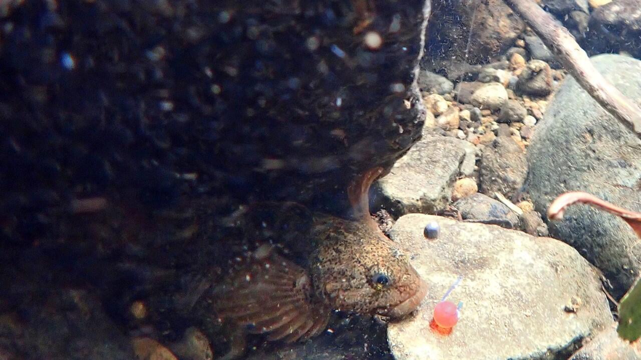 カジカの見釣り