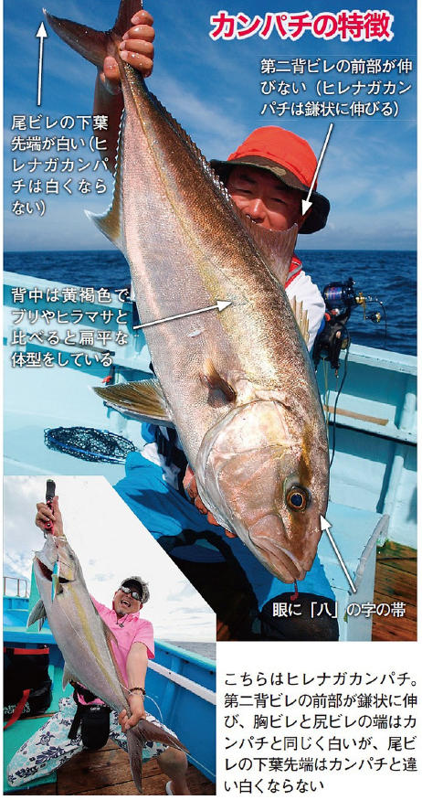 カンパチの特徴