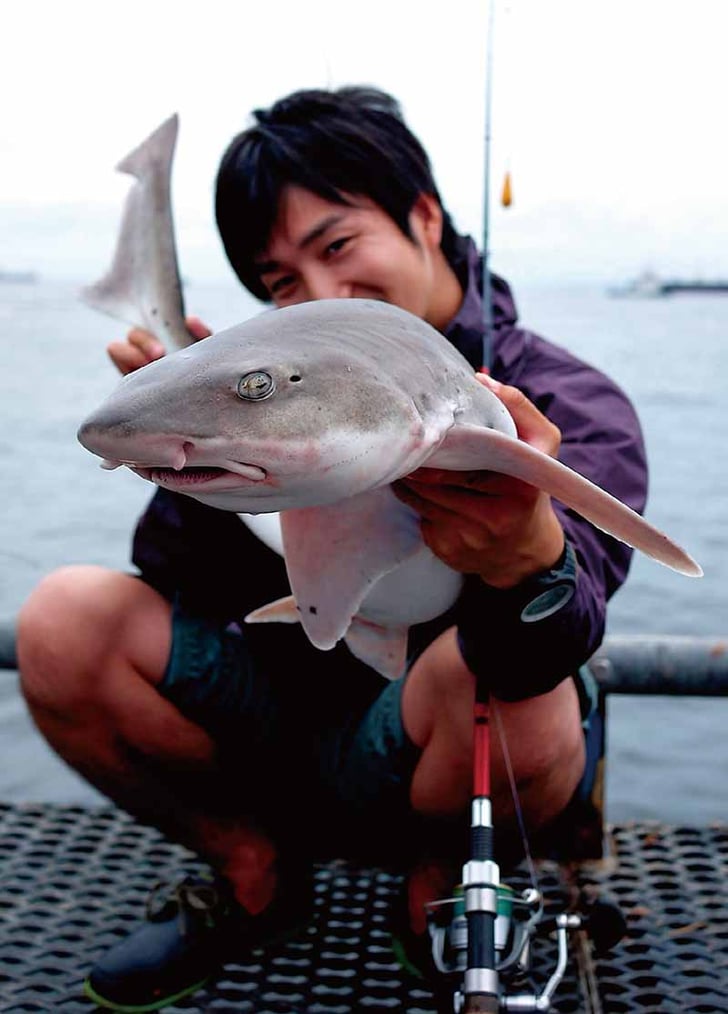 入門 オカッパリ サメ釣り指南 前編 全国おすすめ釣り場 入門 オカッパリ サメ釣り指南 前編 全国おすすめ釣り場