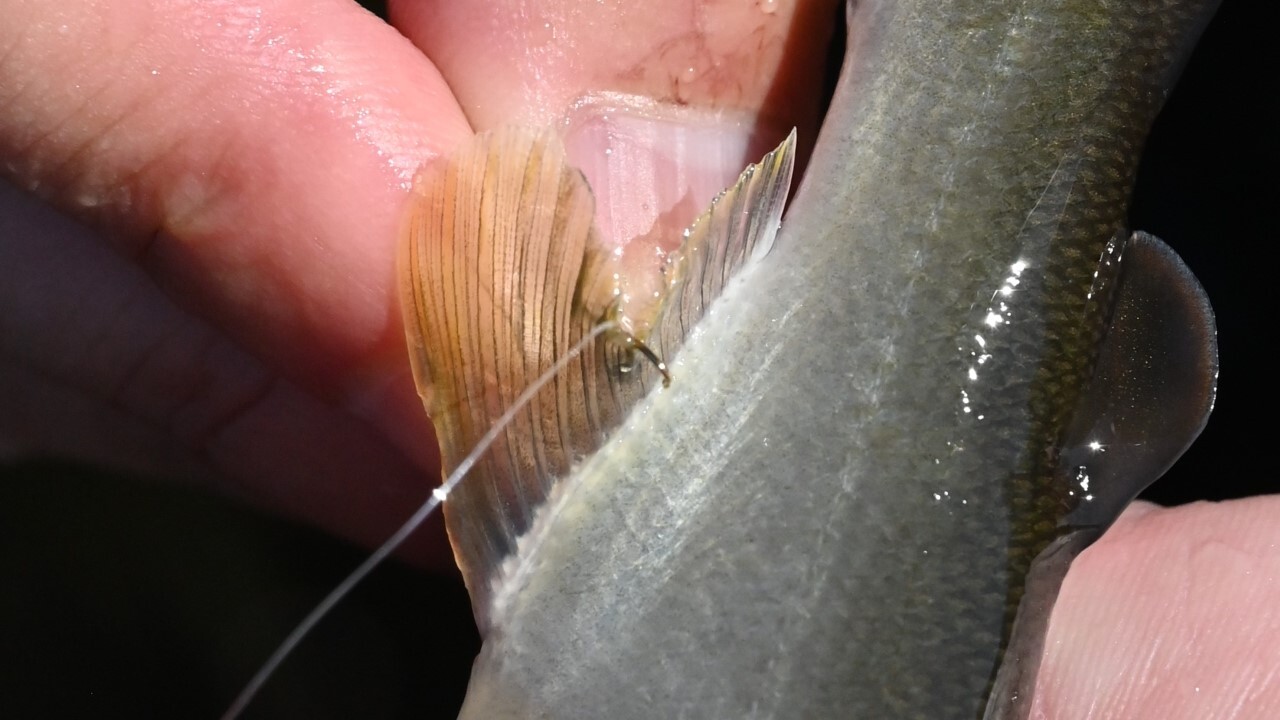タモから出してから尻ビレの付け根に逆バリを刺す。本当は水につけたままやる