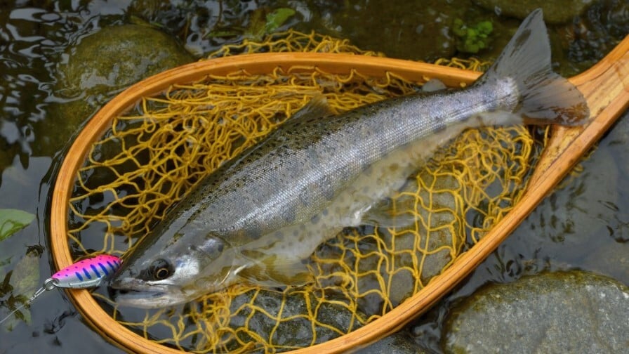 ド・アップで釣ったヤマメ