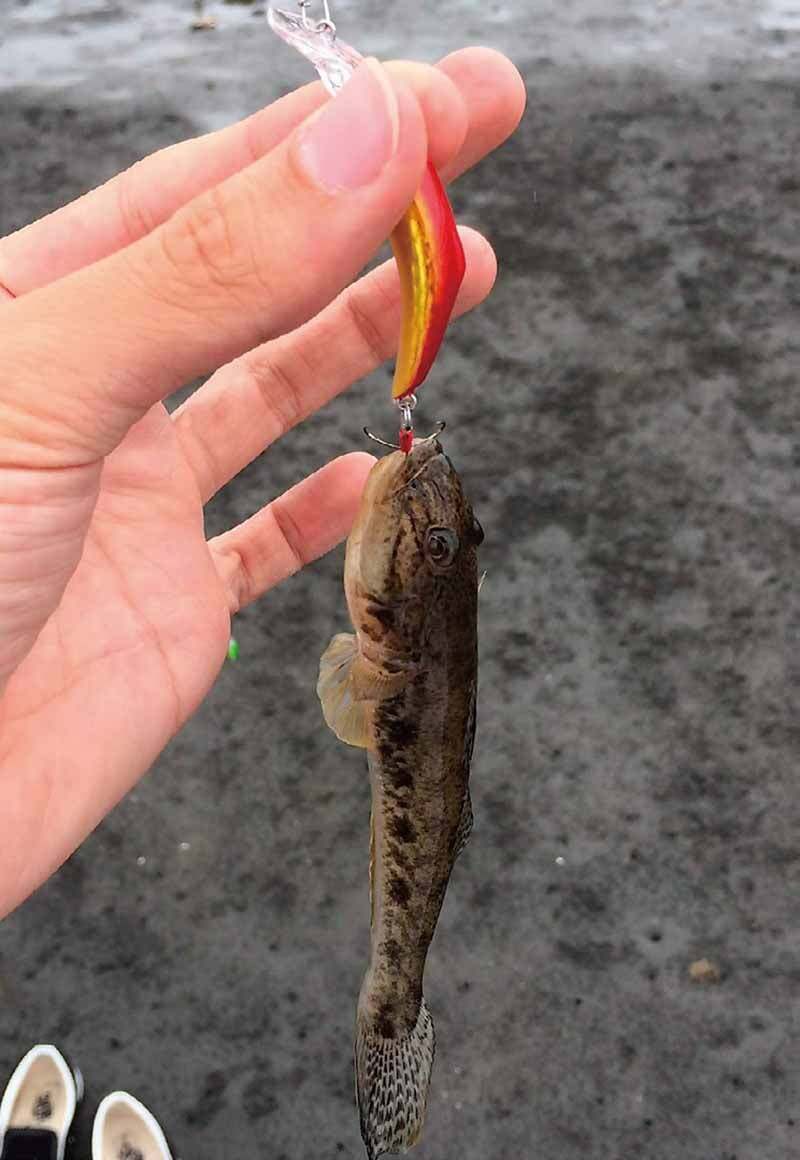 ハゼクラで釣れたハゼ