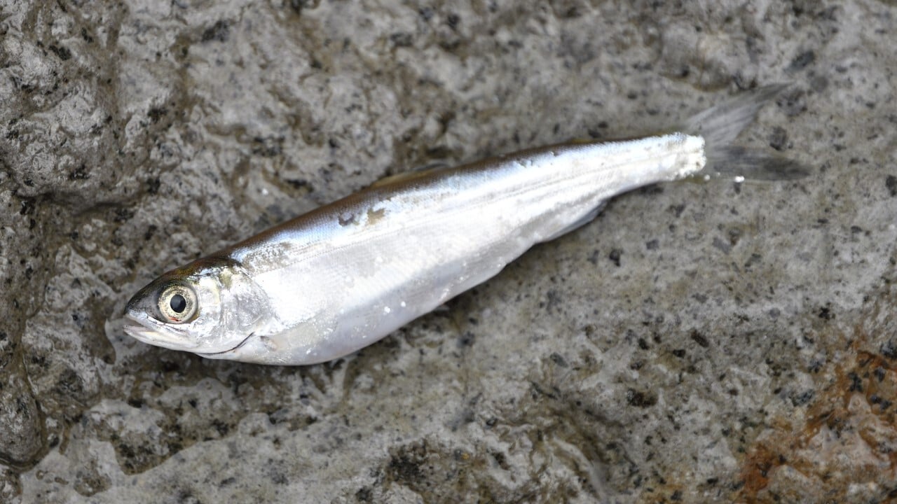ヒメマス稚魚
