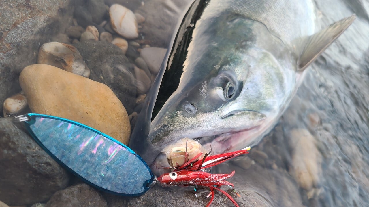 ブルー系カラーのルアーで釣ったサケ