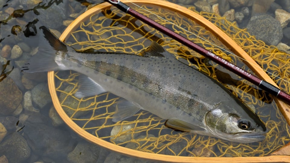 ヤマメを狙うなら“瀬”を撃つ!ニジマスと釣り分ける、尺ヤマメへの近道【北海道・十勝の渓流釣り】