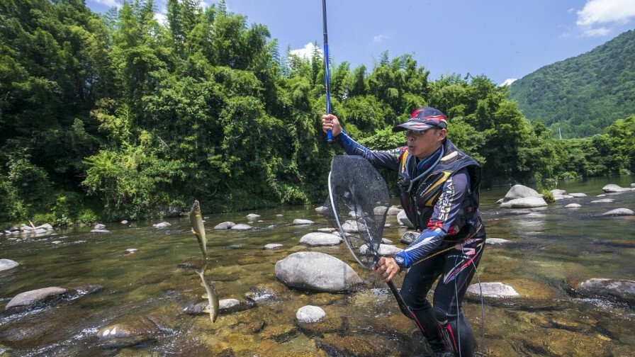 和良川でアユの釣れた瞬間