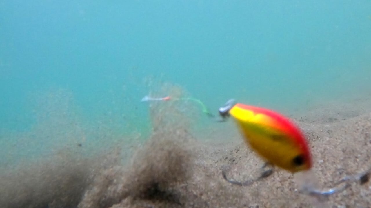 水中でのハゼクラの動き