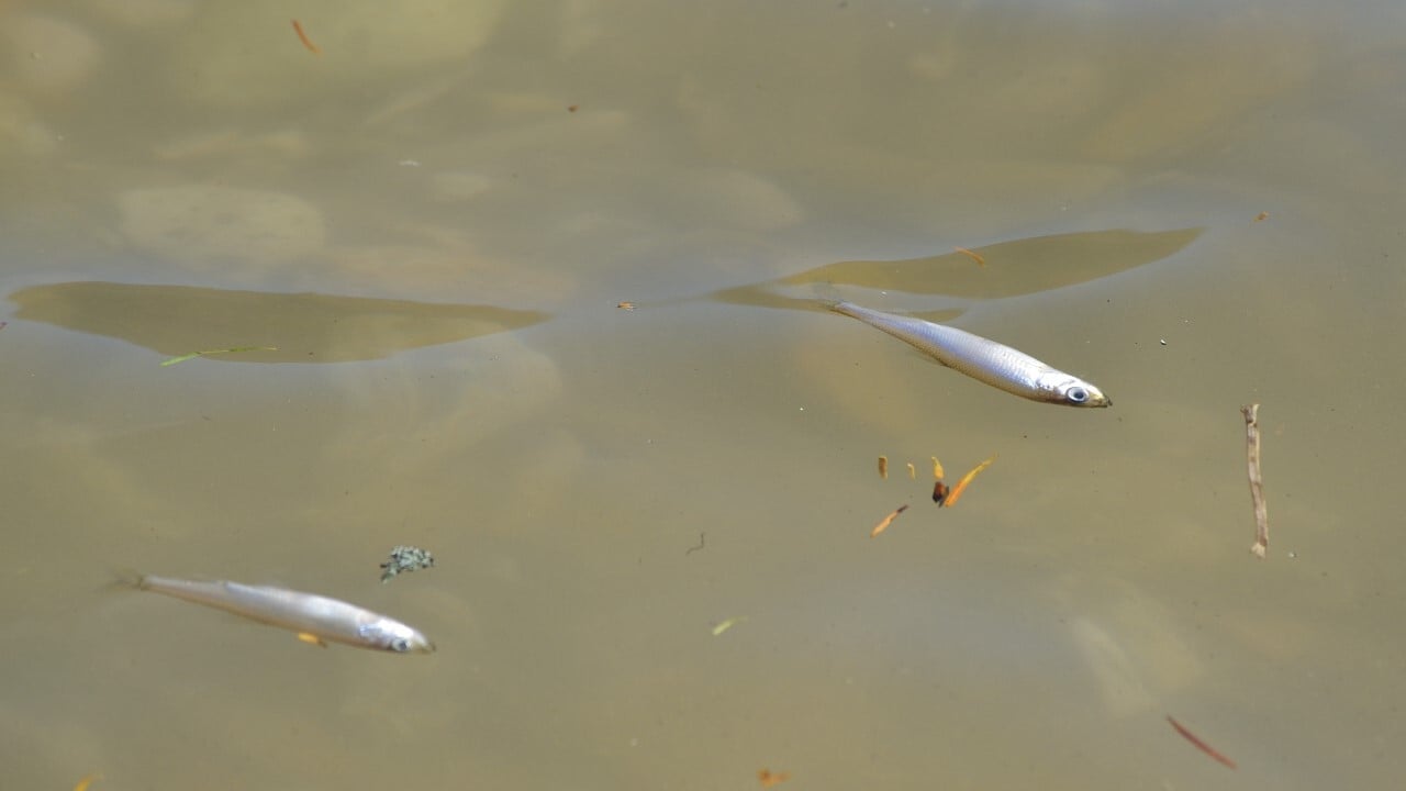 湖面に漂うワカサギ