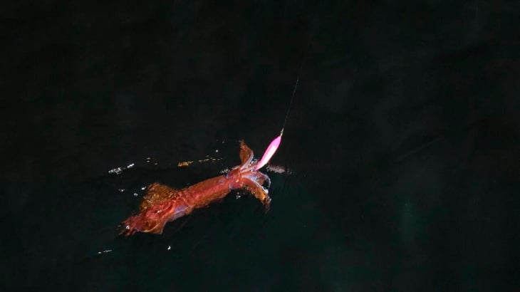烏賊枕メタルで釣れたケンサキイカ2