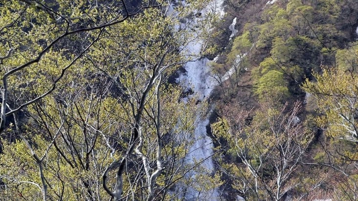白神山地の森