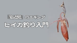 【ヒイカの釣り方】都会の港でエギング？釣れる時期と場所、誘い方まで