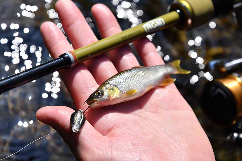 小物釣りはエサ釣りだけじゃない！チャビングのススメ | 魚種別釣りガイド