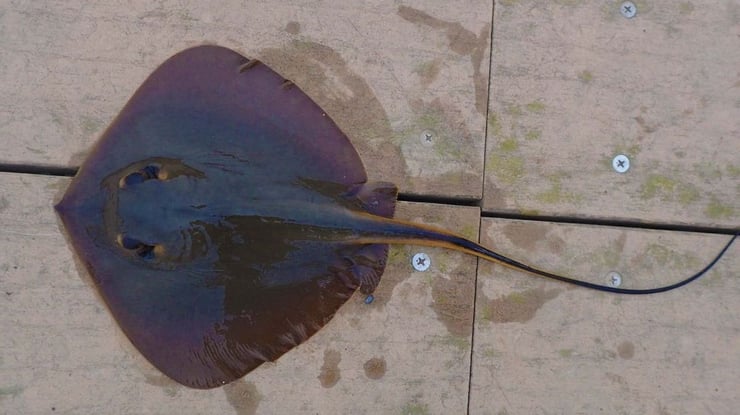 ウェーディング時のアカエイ対策 第1回 全3回 魚種別釣りガイド ウェーディング時のアカエイ対策 第1回 全3回 魚種別釣りガイド