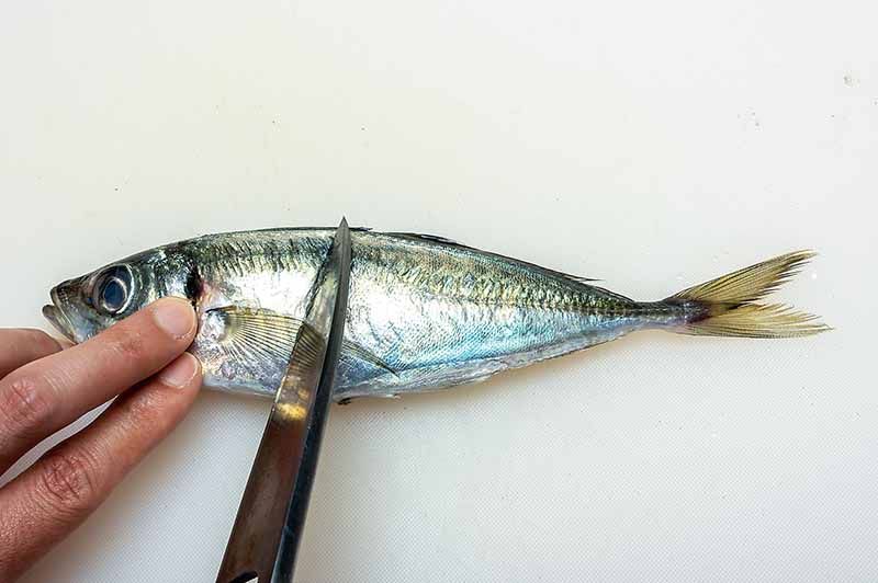 捌き方】アジの開き方【画像解説】 | 美味しい鮮魚料理