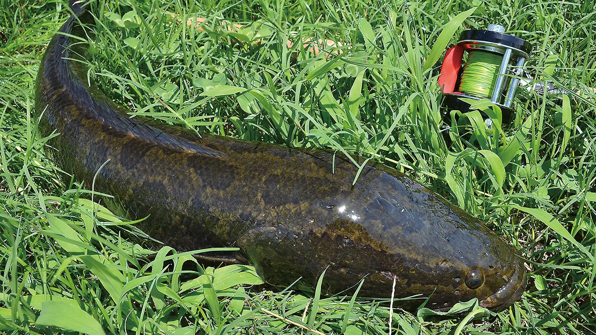 雷魚（ライギョ）釣り入門／ロッド、フロッグ、ルールとマナー 前編