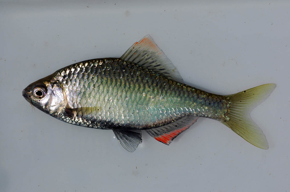 日本タナゴ釣り紀行 2 (古里の風景と鱮を巡る平成の旅) - 趣味