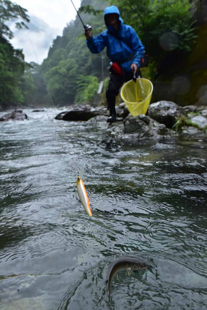 奈良県／吉野川上流域 渓アユは筋読みが鍵 | つり人オンライン