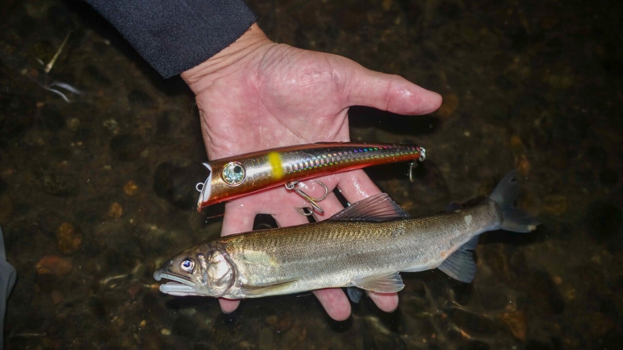 産卵を終えたアユ