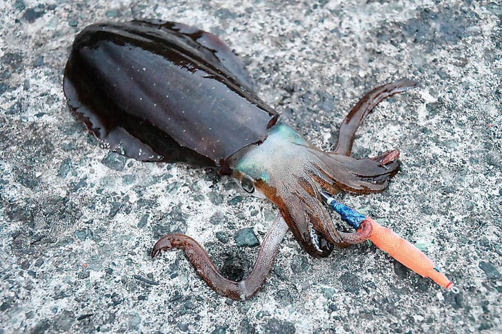 春イカエギングはシャクリすぎないのがgood 後編 魚種別釣りガイド 春イカエギングはシャクリすぎないのがgood 後編 魚種別釣りガイド