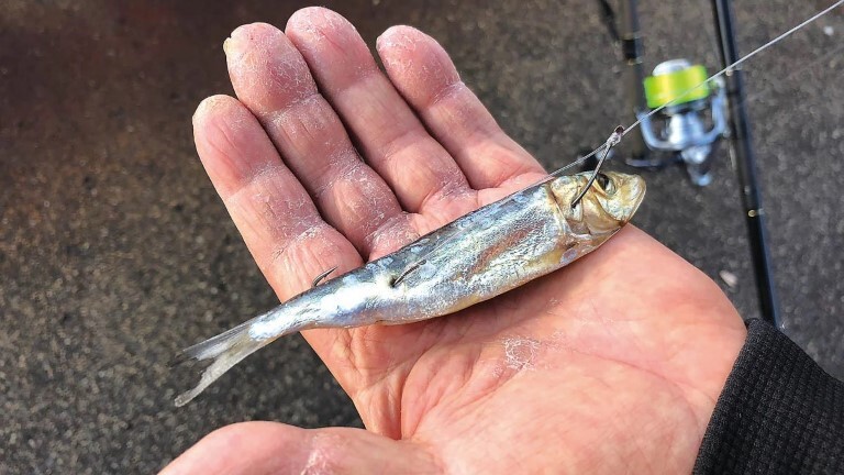 塩イワシの針への刺し方