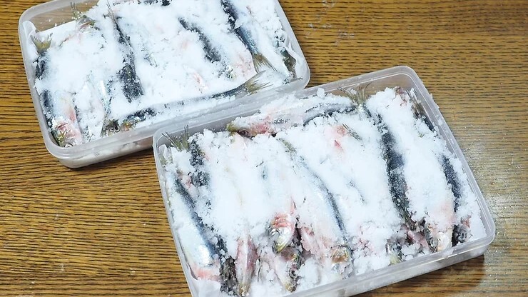 イワシを塩に漬ける