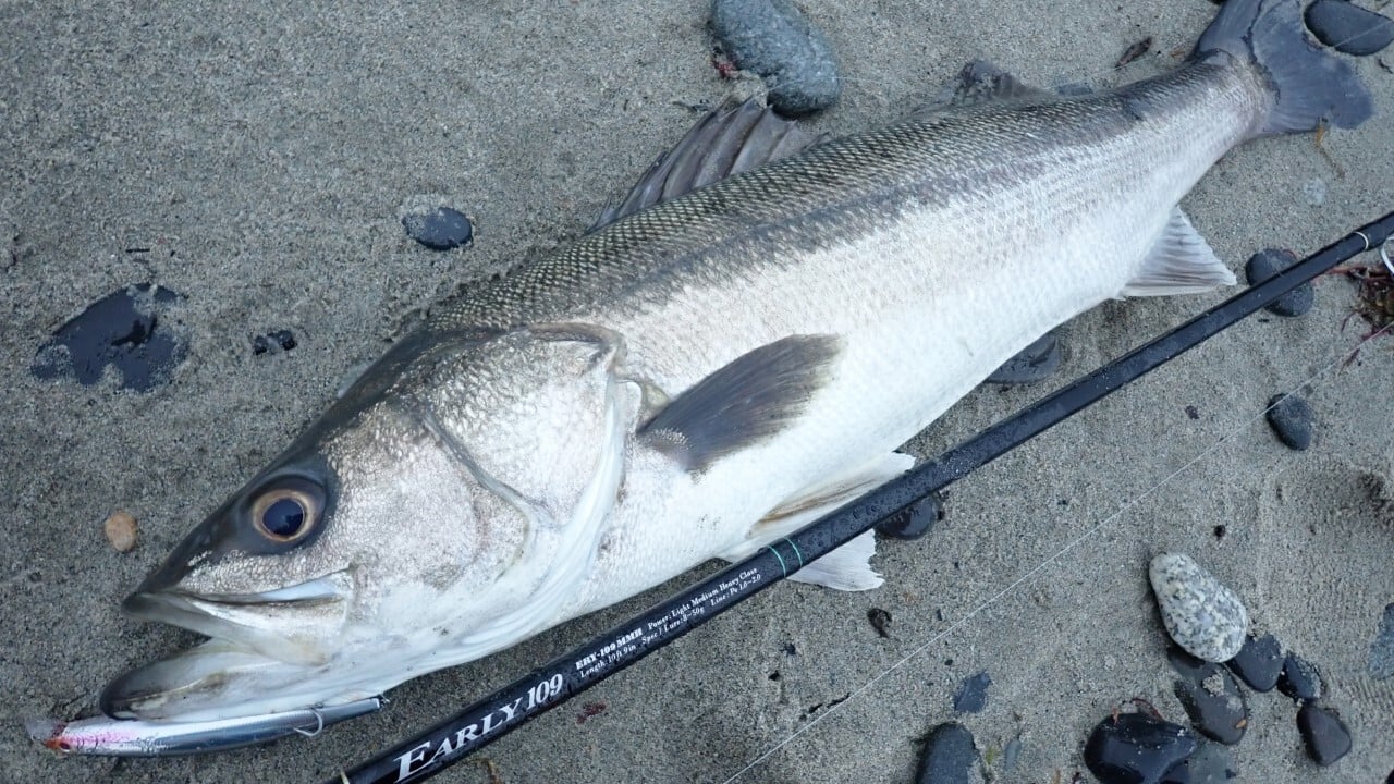 アーリー109MMH for Surf でキャッチしたランカーサイズシーバス