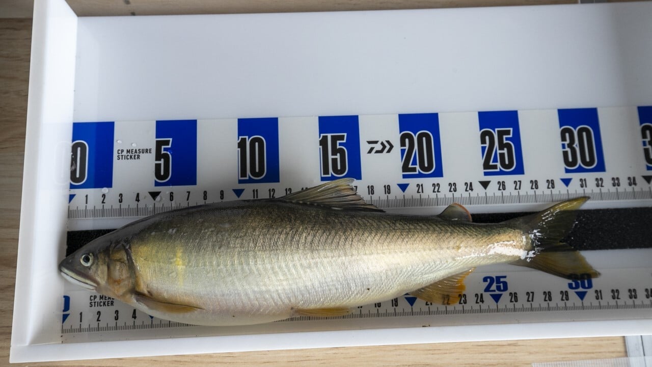 本大会最大魚の31.3cmのアユ