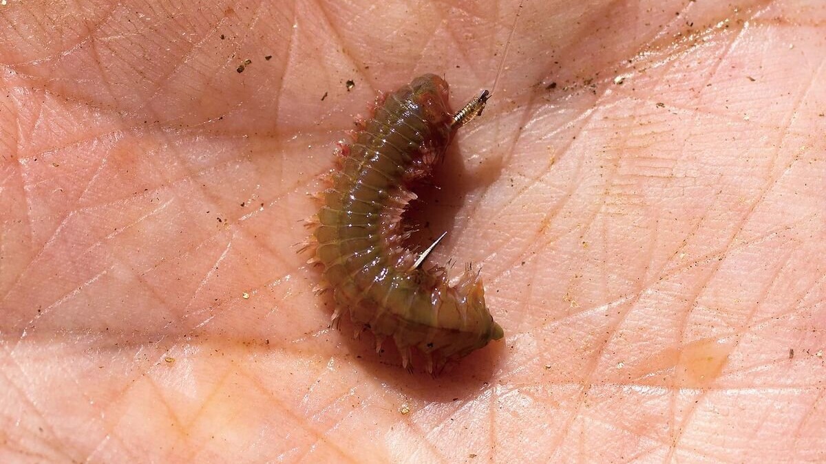 ちょい投げハゼ釣りのエサの付け方（活性が高い状況）