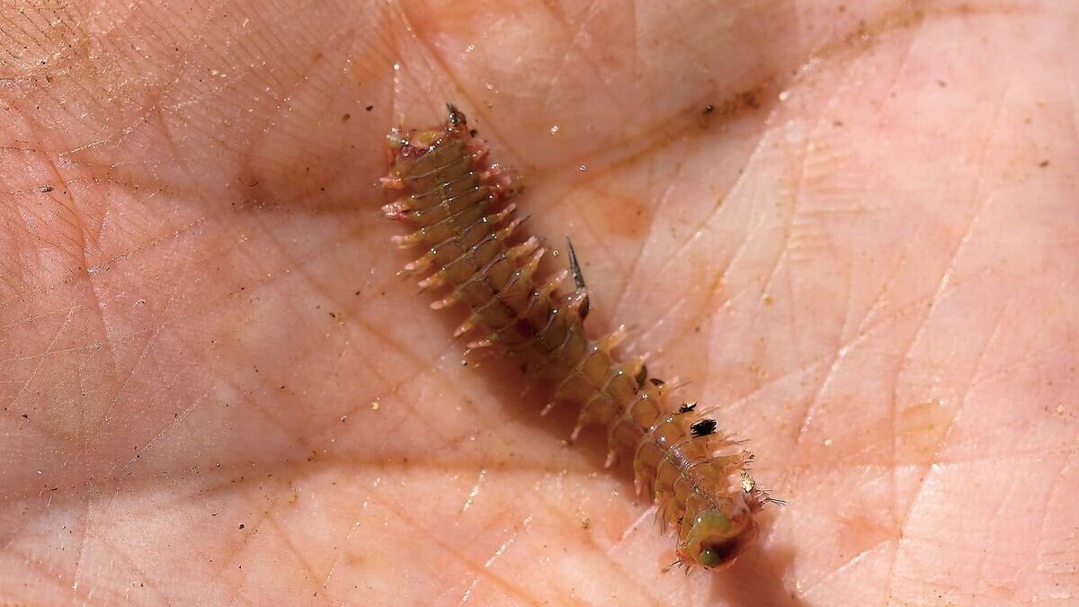 ちょい投げハゼ釣りのエサの付け方（食いが渋いとき）
