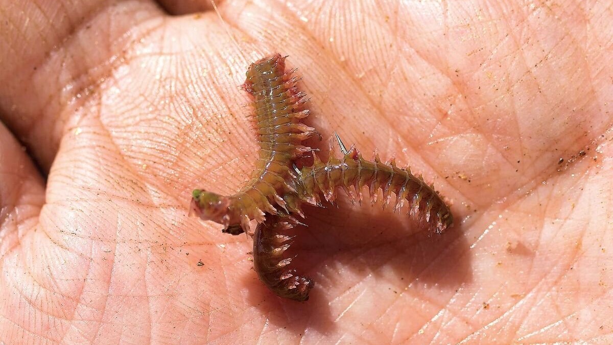 ちょい投げハゼ釣りのエサの付け方（シーズン終盤の房掛け）