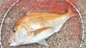 【マダイの投げ釣り入門】潮読みと特効エサが鍵！大型を仕留める極意