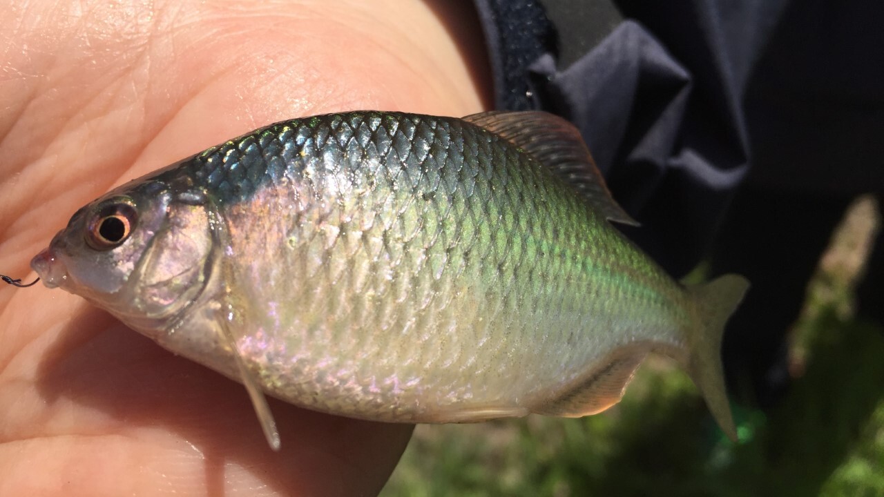 04r (カスタム)-4