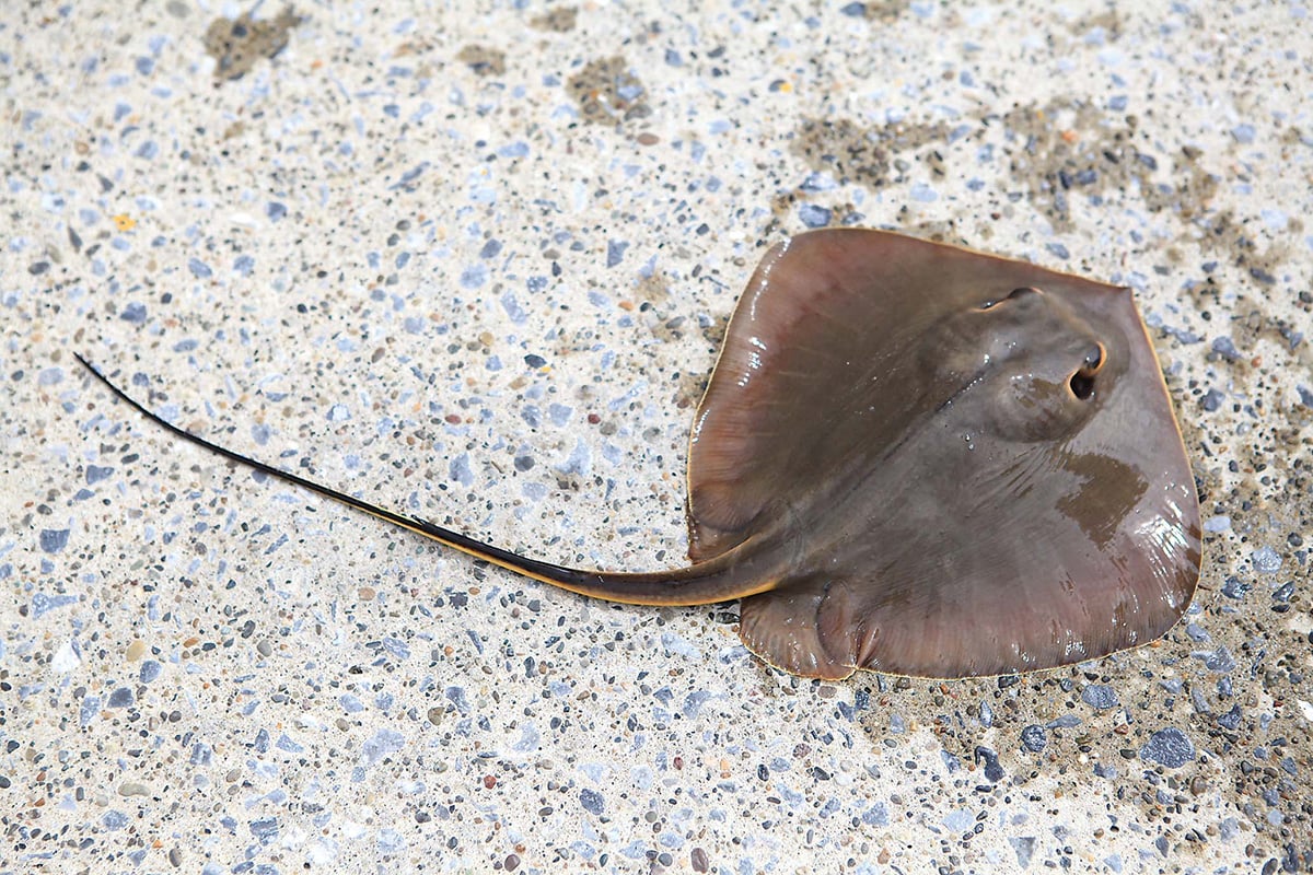 この顔見たら要注意！！チョイ投げ釣り毒魚ガイド その2(最終回)  魚 