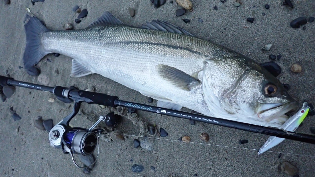 春にキャッチしたランカーシーバス