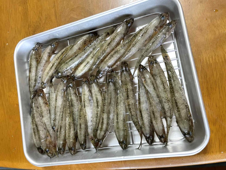 下処理したハゼ