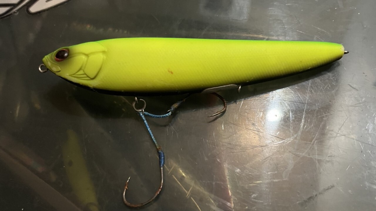 アマゾン（エバーグリーン）