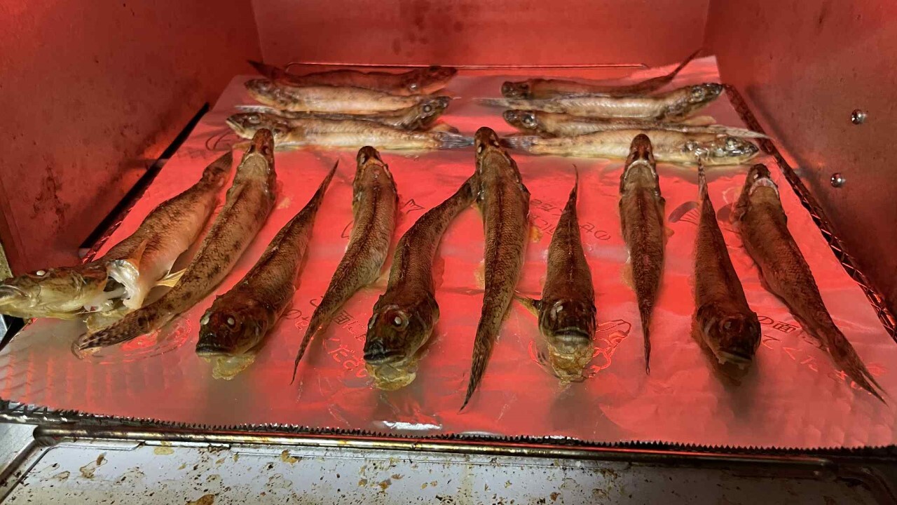 オーブントースターでハゼを焼く