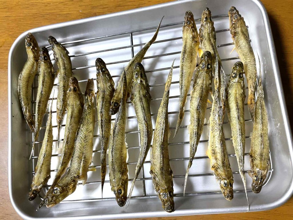 素焼きにしたハゼを冷蔵庫で乾燥