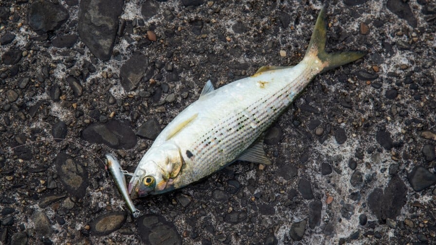 オイスターミノーにも食ってきたコノシロ