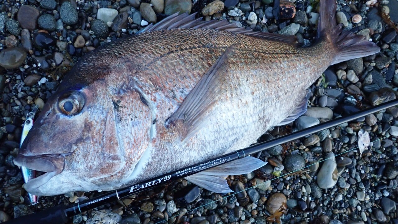 アーリー99ML for Surf でキャッチした大型のマダイ