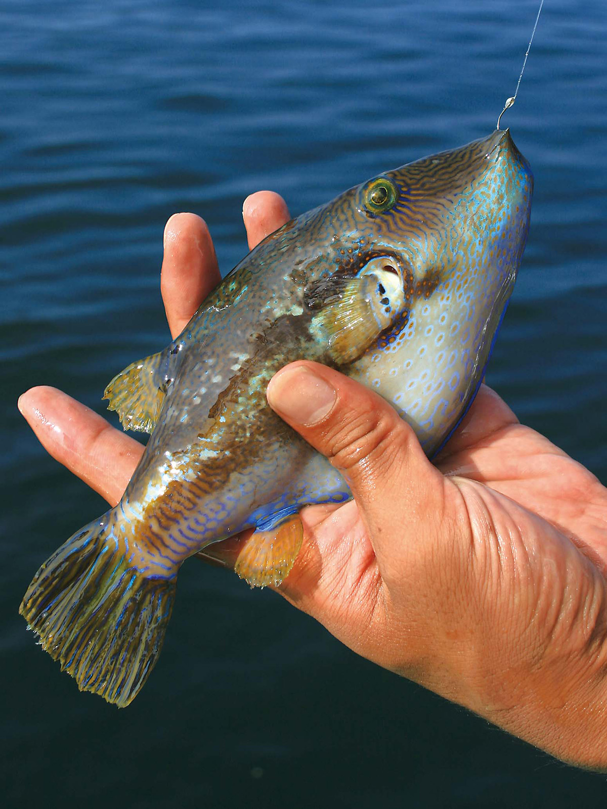 この顔見たら要注意！！チョイ投げ釣り毒魚ガイド その2(最終回)  魚 