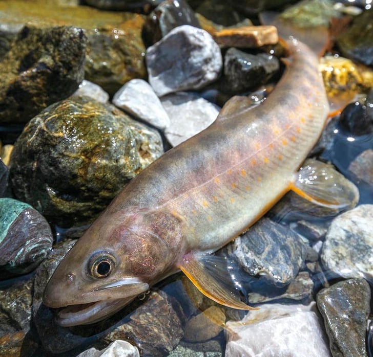 白点がなく背中に独特な斑模様があるのがヤマトイワナ