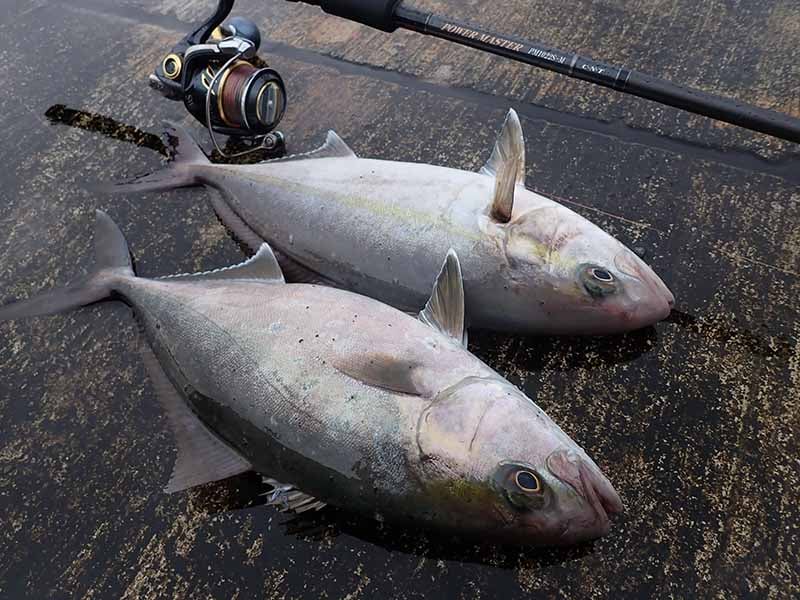 空撮 パワーフィッシング 伊豆七島 磯 釣り 尾長 グレ 石鯛 クエ 青物 ルアー ジギング マグロ ヒラマサ カンパチ シマアジ タマン マダイ -  趣味、スポーツ、実用