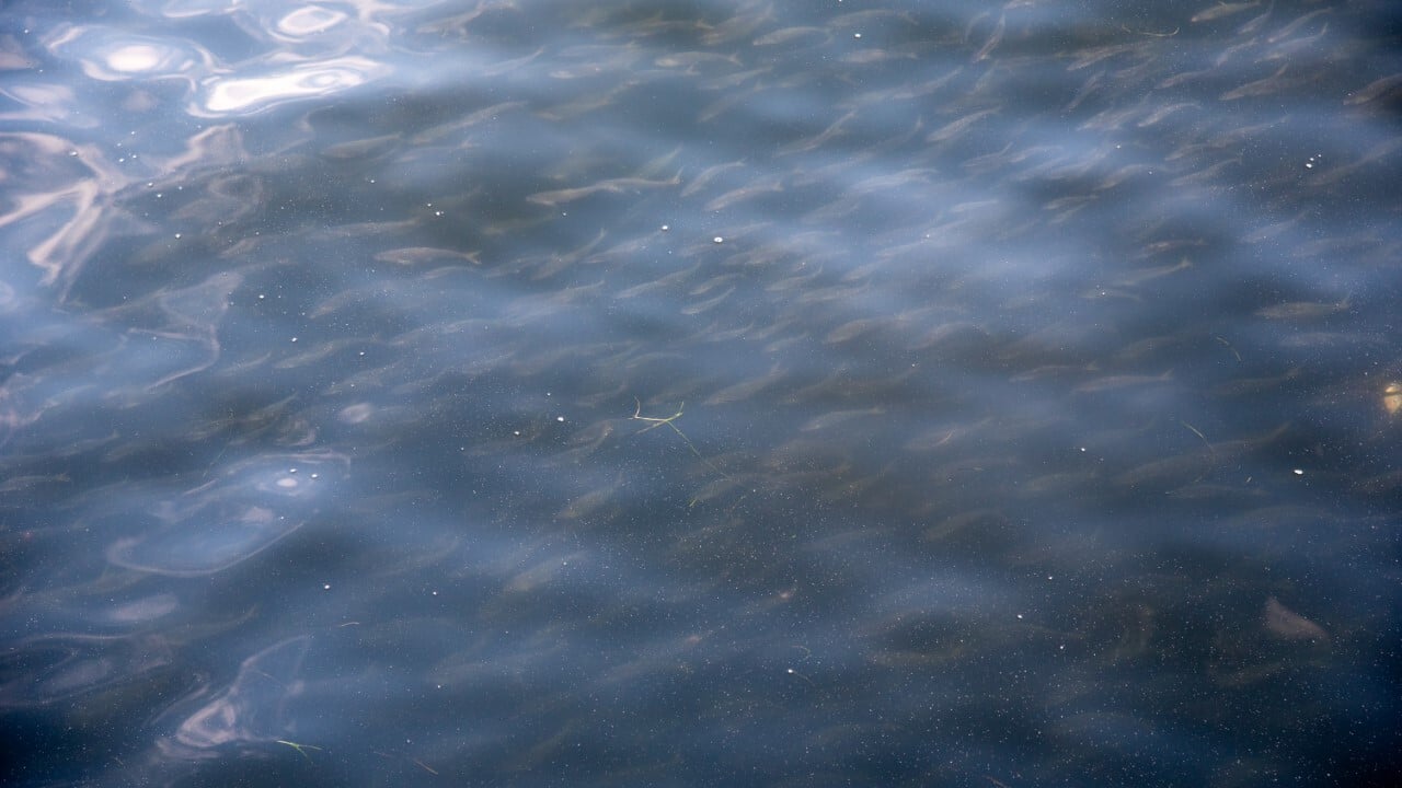 コノシロの大群