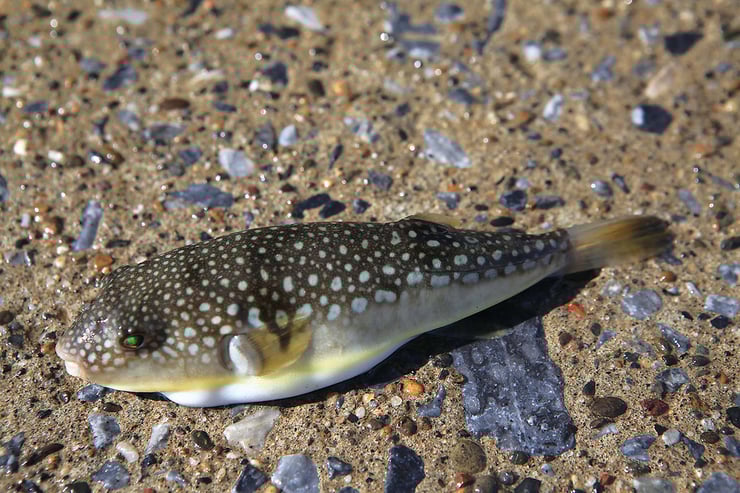 この顔見たら要注意 チョイ投げ釣り毒魚ガイド その2 最終回 魚種別釣りガイド