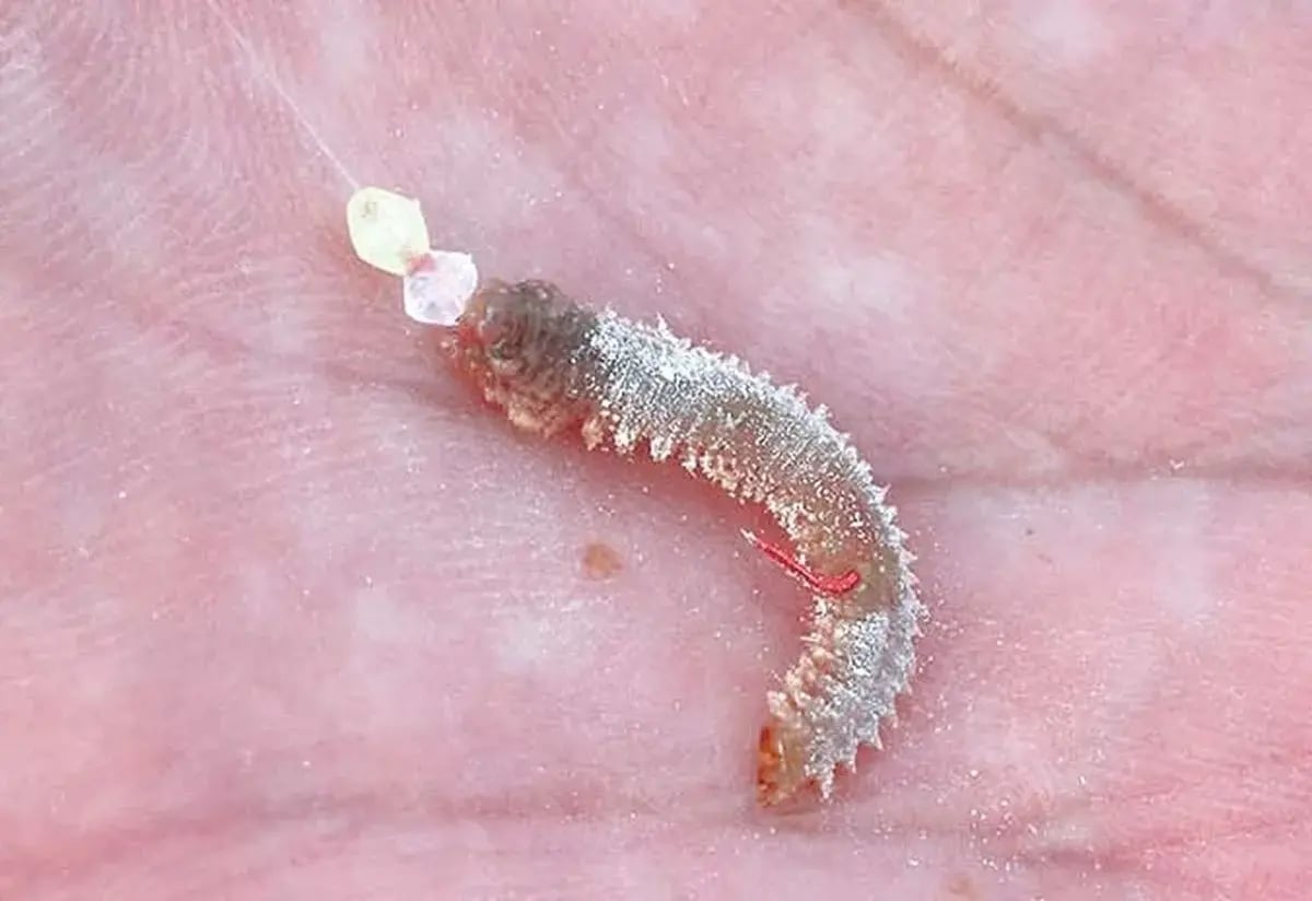 虫エサの付け方