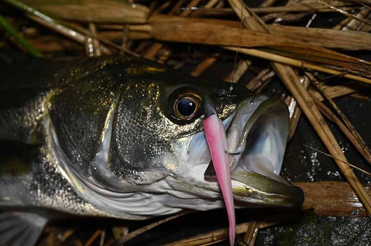 2023年秋の釣行記